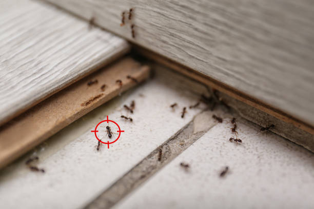 Best Emergency Pest Control  in Benson, NC