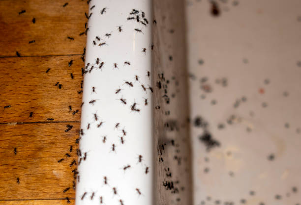 Best Flea Control Services  in Benson, NC