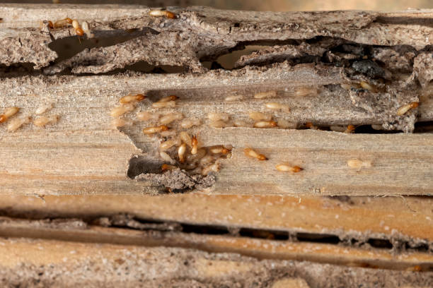 Best Wildlife Control Services  in Benson, NC